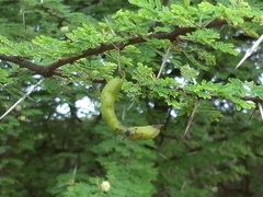 Vachellia planifrons