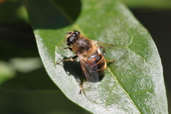 Eristalis tenax