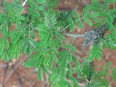 Vachellia planifrons