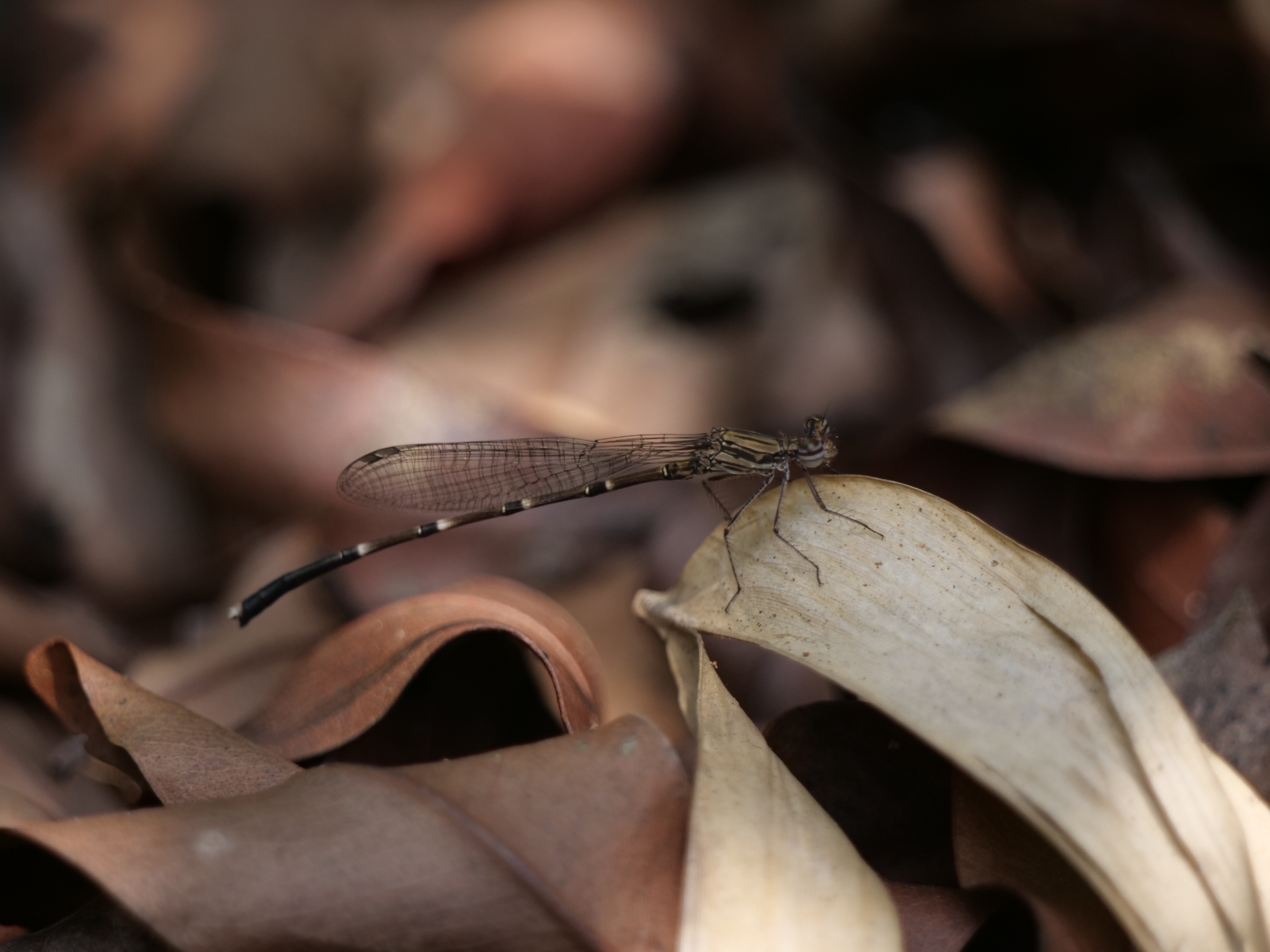 Black-Banded Threadtail
