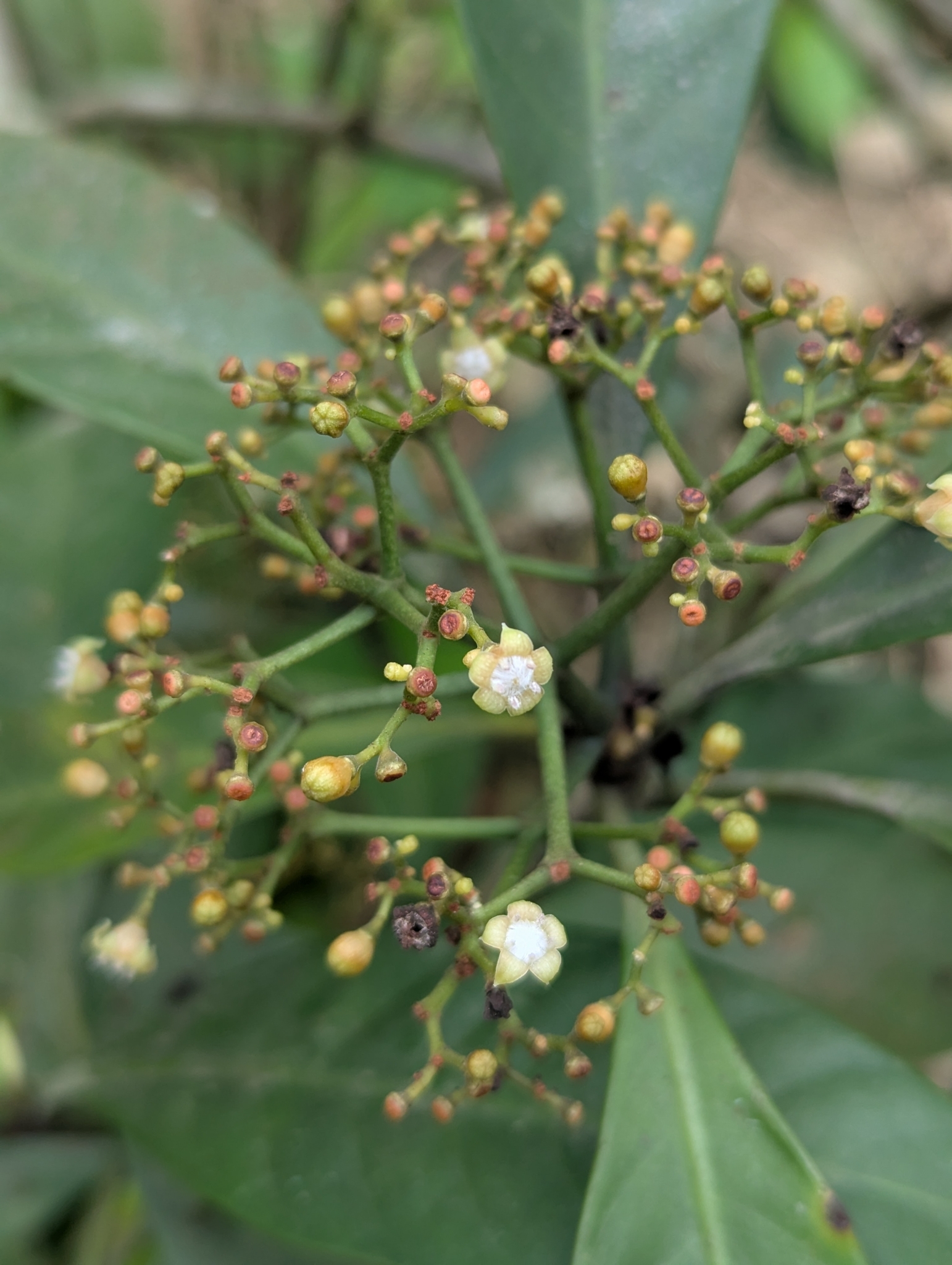 Psychotria asiatica (Psychotria asiatica)