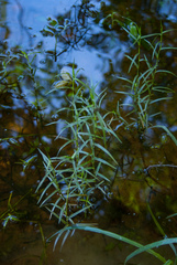 Dulichium arundinaceum