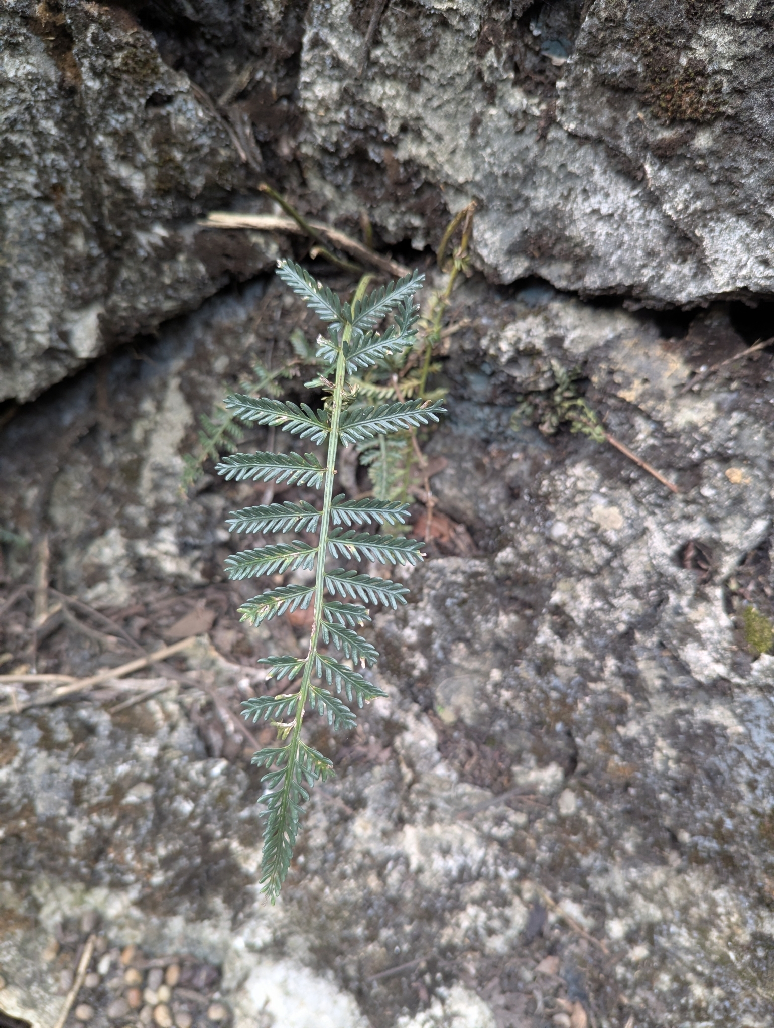 Asplenium thunbergii (Asplenium thunbergii)