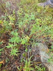 Euphorbia glabriflora