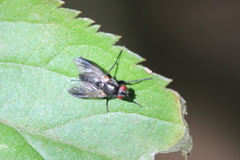 Paykullia maculata
