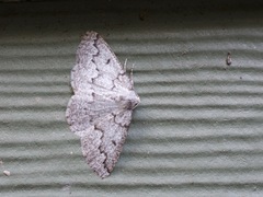 Sabulodes packardata