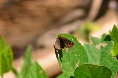 Taractrocera ceramas