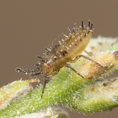 Teleonemia scrupulosa