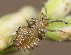 Teleonemia scrupulosa