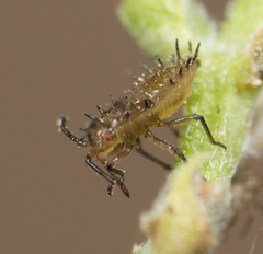 Teleonemia scrupulosa