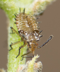 Teleonemia scrupulosa