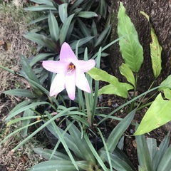 Zephyranthes atamasco