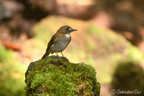 Gray-chested Jungle Flycatcher