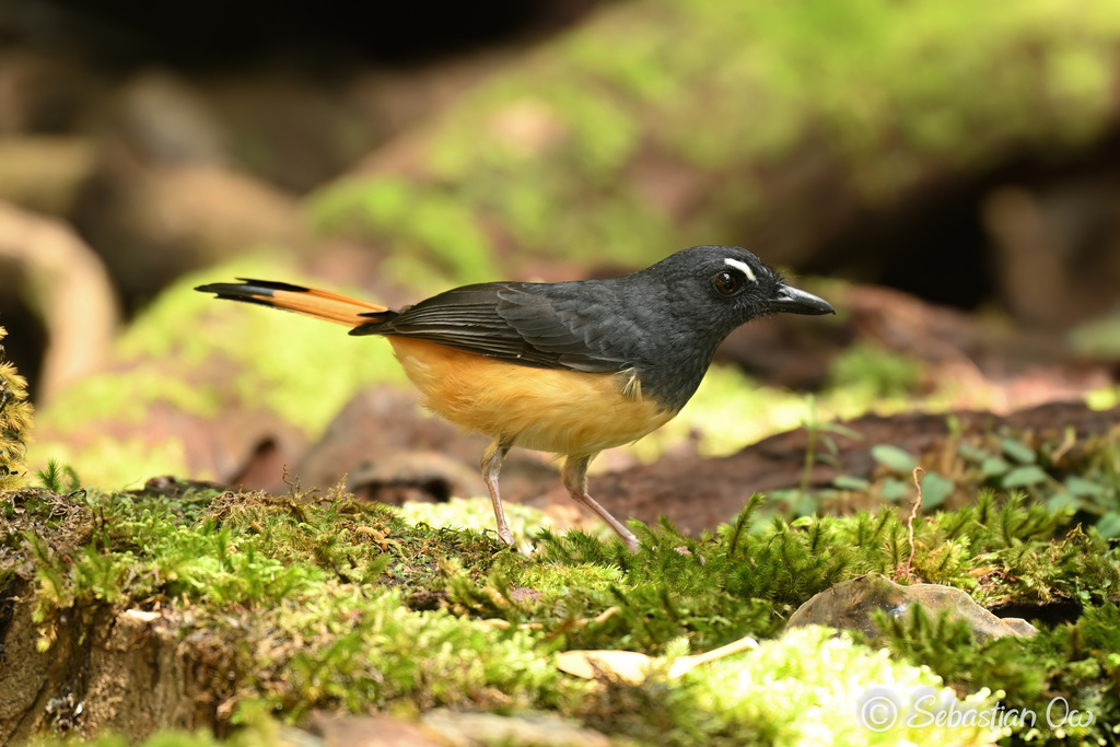 Rufous-tailed Shama photo