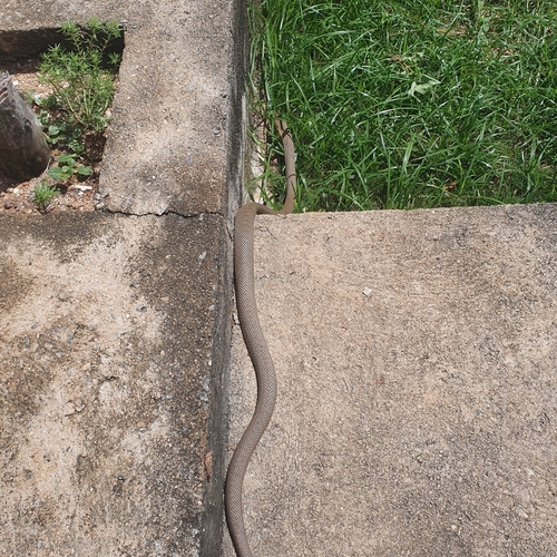 Paraguay Green Racer