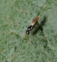 Ceraphronoidea