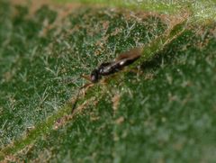 Ceraphronoidea