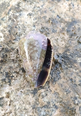 Conus ventricosus