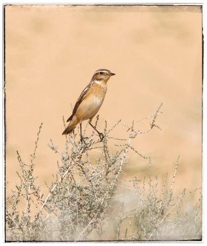 Whinchat