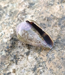 Conus ventricosus