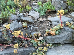 Sedum oregonense