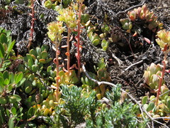 Sedum oregonense
