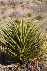 Yucca torreyi