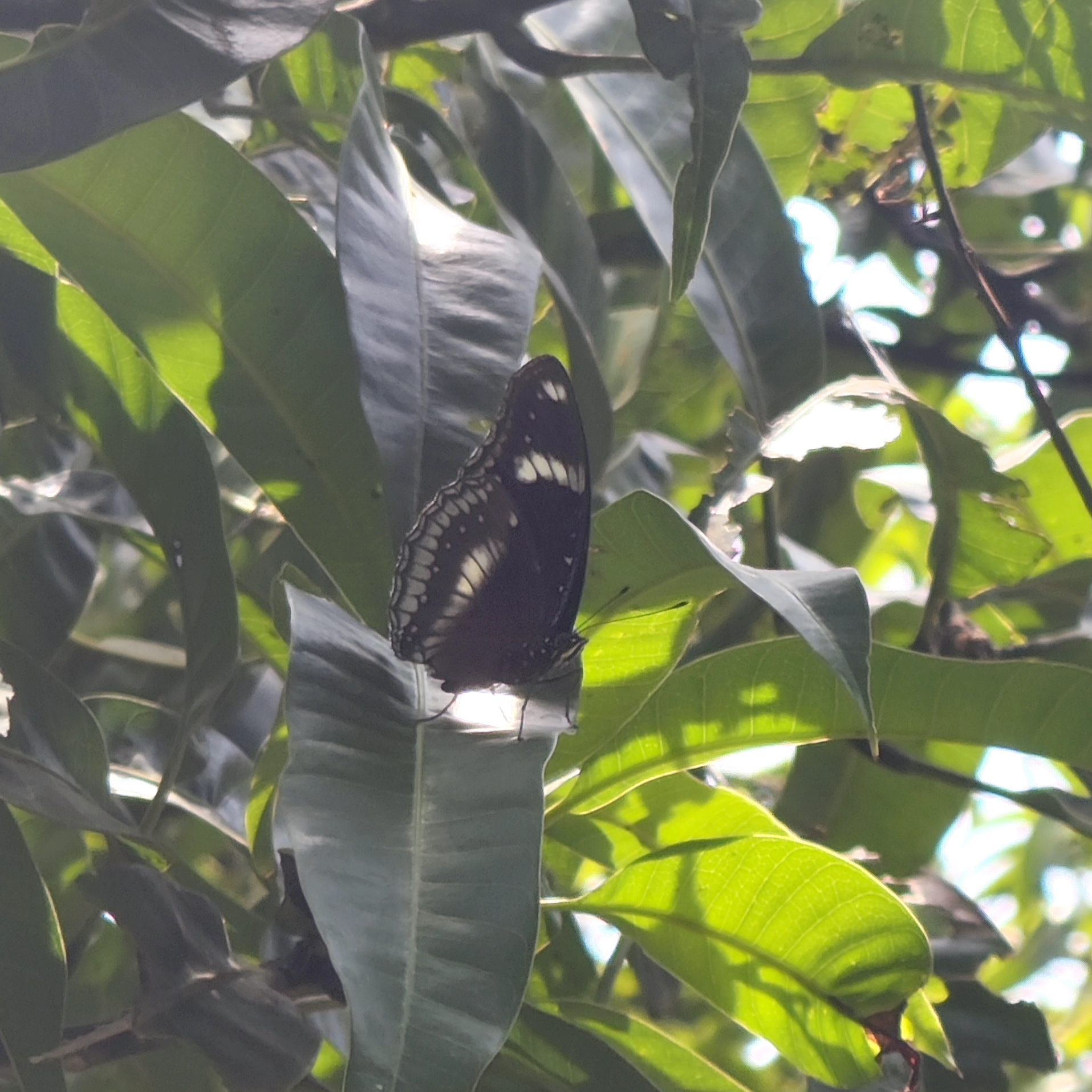 Great Eggfly