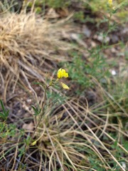 Medicago prostrata