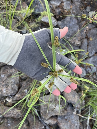 Cyperus anderssonii observed 2025-05-06