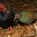 Crested Partridge - Photo (c) Brian Gratwicke, some rights reserved (CC BY)