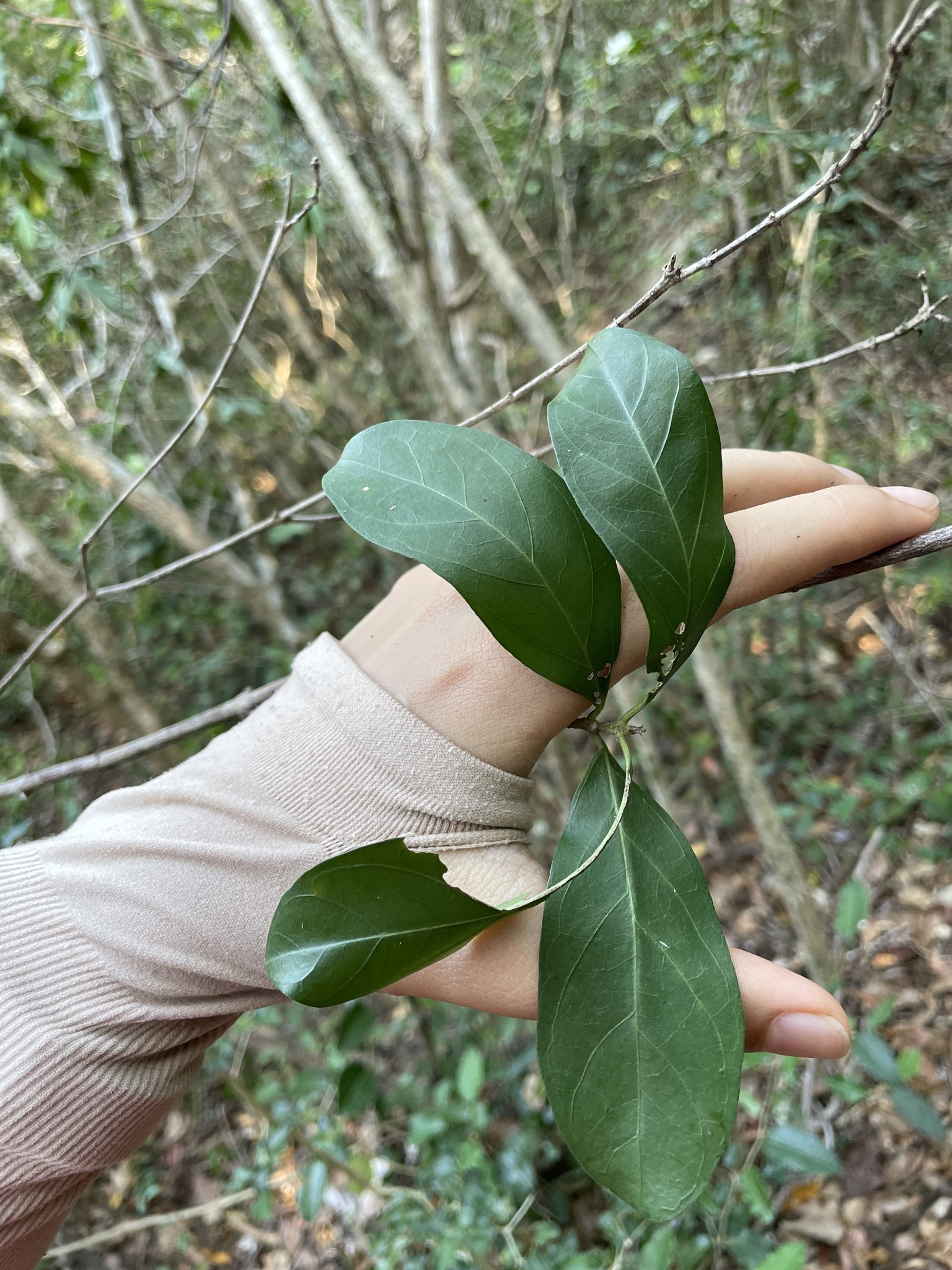 Gynochthodes umbellata (Gynochthodes umbellata)