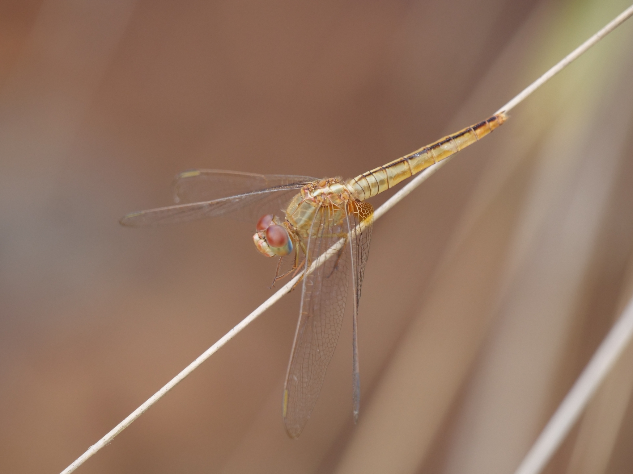 Scarlet Skimmer