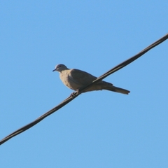 Streptopelia decaocto