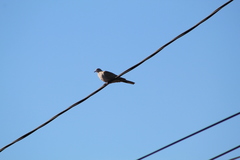 Streptopelia decaocto