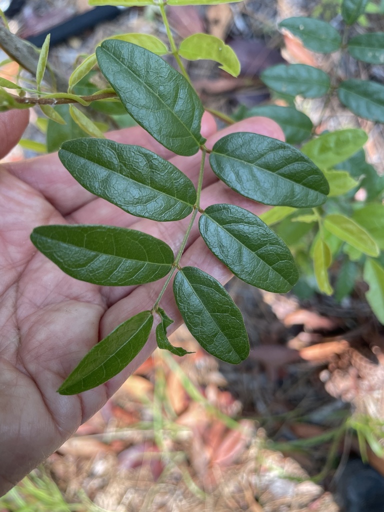 Elliott's milkpea