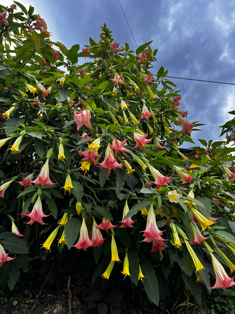 angel's trumpets