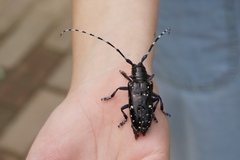 Anoplophora glabripennis