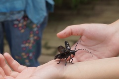 Anoplophora glabripennis