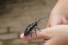 Anoplophora glabripennis
