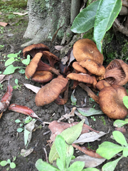 Agaricales