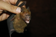 Hipposideros lankadiva
