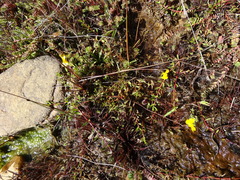 Utricularia prehensilis image