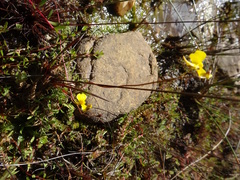 Utricularia prehensilis image