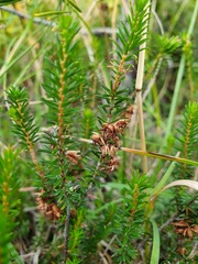 Erica carnea