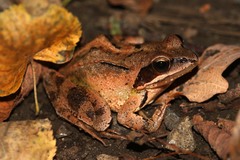 Agile Frog photo 2