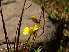 Utricularia prehensilis image