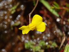 Utricularia prehensilis image