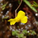 Utricularia prehensilis - Photo (c) Stefan Dressler, algunos derechos reservados (CC BY-NC), subido por Stefan Dressler