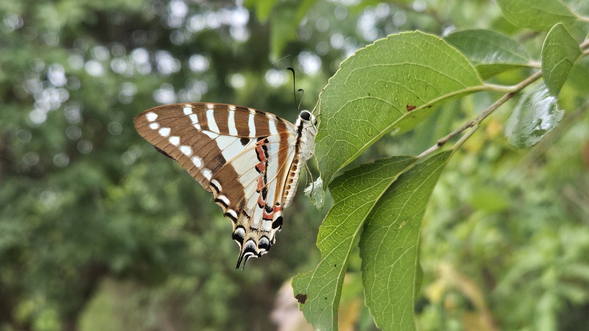 Spot Swordtail